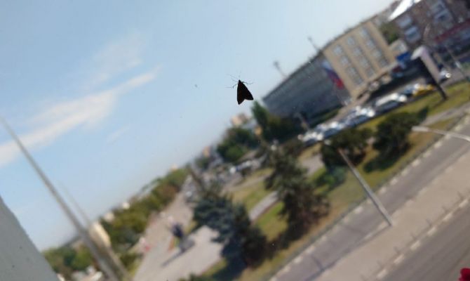 Энтомологи объяснили причины нашествия лугового мотылька на Тульскую область