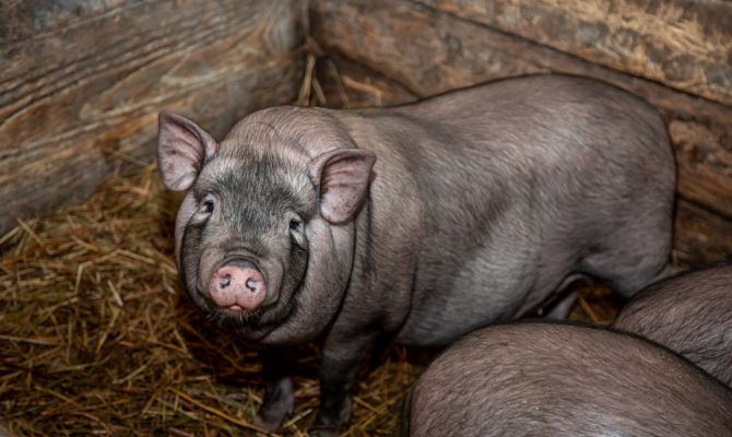 В Тульской области выявлен очаг африканской чумы свиней