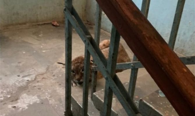 В Туле хозяева найденной в подъезде рыси намерены обращаться в прокуратуру