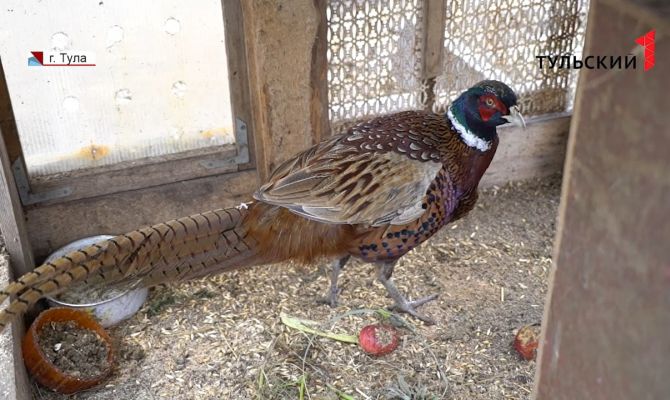 "Птичку жалко": как сложилась судьба фазана из строительного магазина в Туле