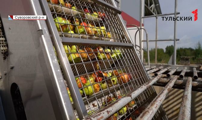 Как и кто в Тульской области производит яблочный сок 