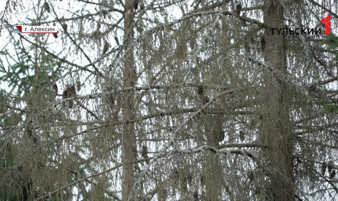 В лесу под Алексином засохли полувековые деревья: в причинах разбирается прокуратура