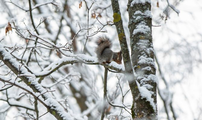 В Тульской области появился национальный парк "Тульские засеки"