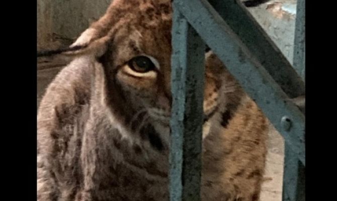 Тульские чиновники объяснили, почему выпустили рысь в лес