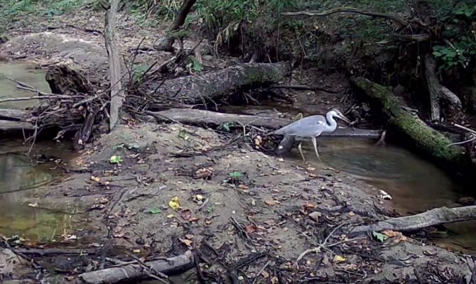 На границе Тульской области на видео сняли охоту серой цапли