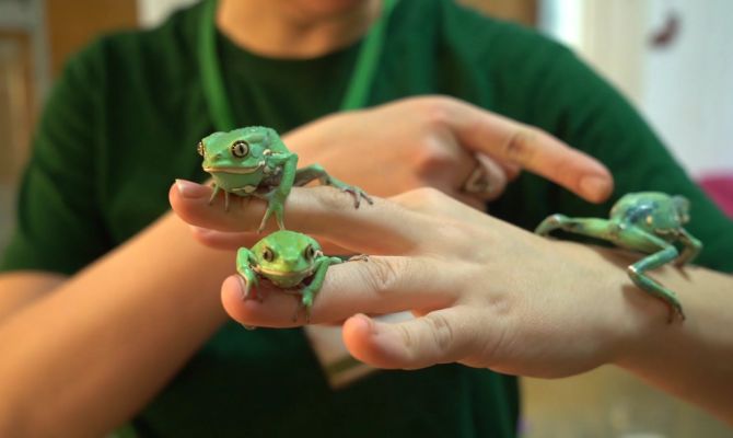 Живут на деревьях и меняют цвет: кто такие филломедузы