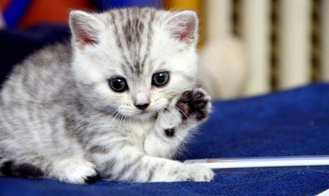 Туляков приглашают в «Мурландию»