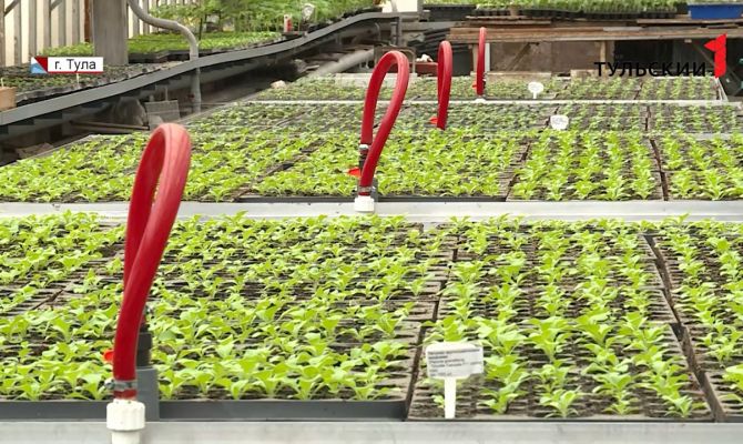 45 тысяч цветов украсят в этом году клумбы тульских парков