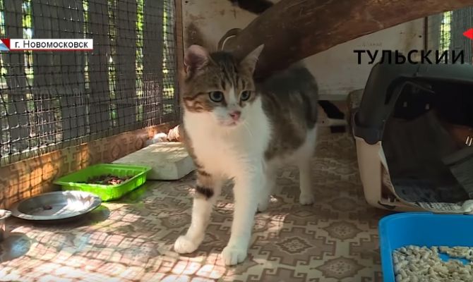 Кот-наркокурьер из Новомосковска вошел в ТОП самых популярных котов страны