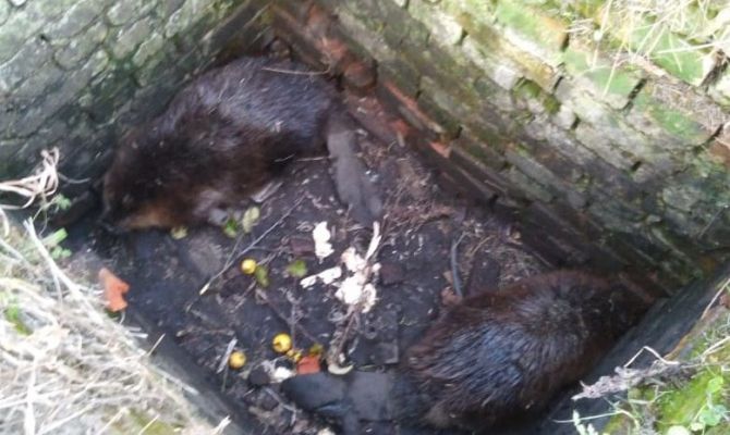 В Суворовском районе в колодце застряли бобры 