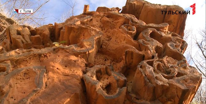 Уникальные находки: в Туле нашли древнейшие растения