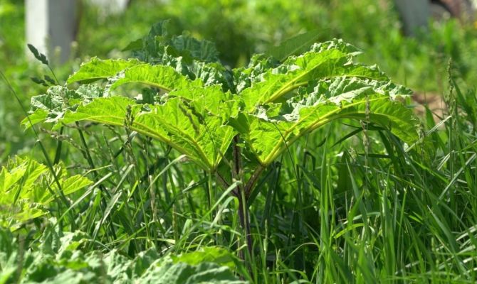 Временная мера: куда тулякам пожаловаться на борщевик