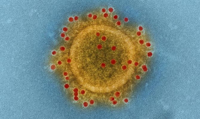 Ученые нашли универсальную ДНК-вакцину от всех штаммов вируса