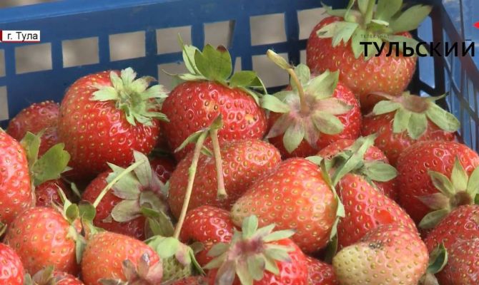 Как холодное лето повлияло на урожай клубники в Тульской области. РЕПОРТАЖ