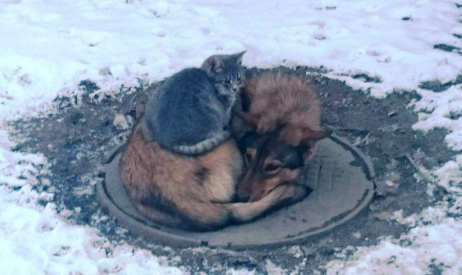 Госдума доработает и примет законопроект о защите животных