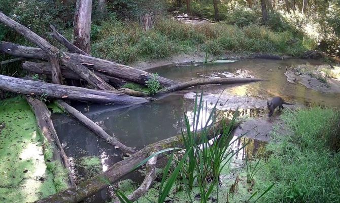 Выдра попала на видео на границе Тульской области