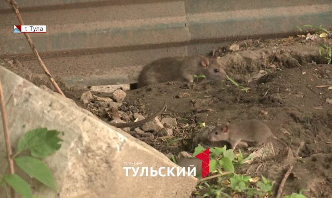 Мусорные баки в центре Тулы "атаковали" полчища крыс