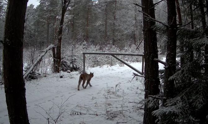 Маму-рысь с детенышем заметили на границе Тульской области