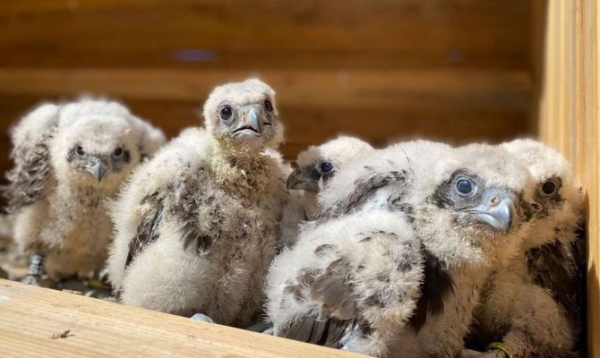 Семь редких соколят из Тульской области передали в заповедник на Алтае