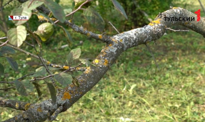 Плодовые деревья в Тульской области уничтожает лишайник