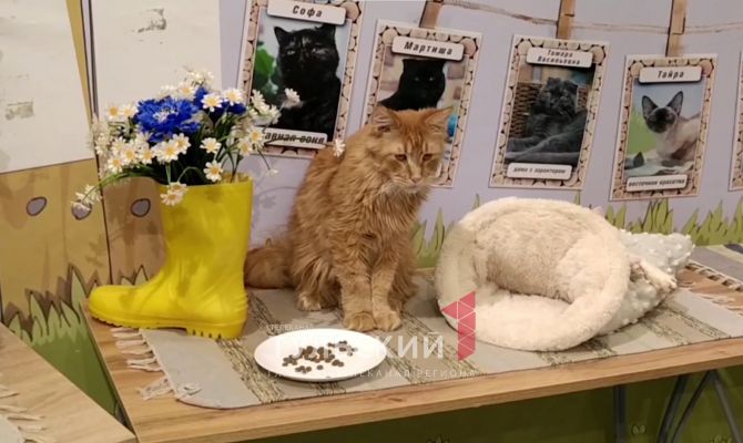 В тульской "Котодеревне" котов морили жаждой: что сейчас происходит в контактном зоопарке