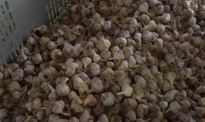 Тульские производители чеснока готовятся вытеснить импортных производителей с российского рынка