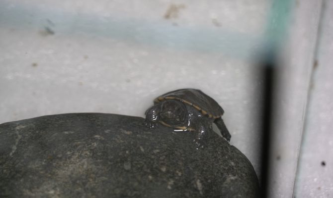 В Тульском экзотариуме ожидается пополнение краснокнижных черепах