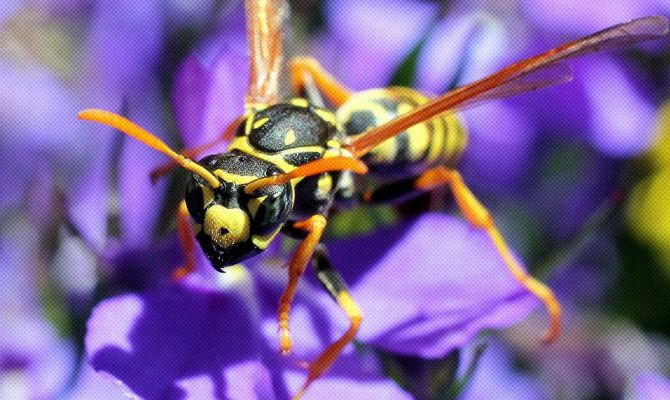 Жителей Великобритании предупреждают о нашествии гигантских «пьяных» ос