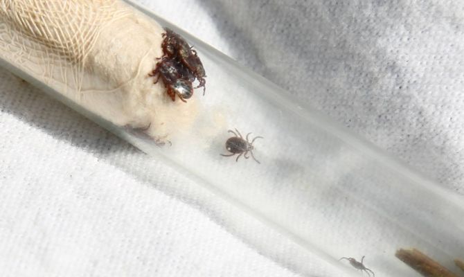 Эксперты объяснили, почему от клещей нельзя избавиться раз и навсегда