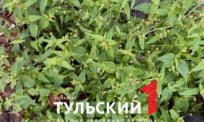 В ноябре в Туле расцвели цветы