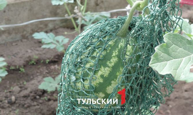 Фермер из Тульской области научился выращивать арбузы и дыни в средней полосе