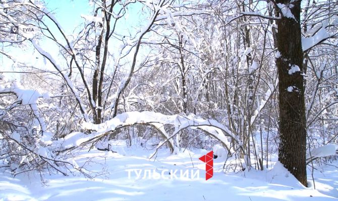 Животные начали покидать леса под Тулой: в чём причина