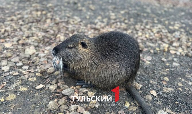 Тульский заводчик рассказал, почему у нутрий оранжевые зубы