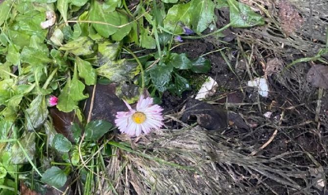 На улице Галкина в Туле распустились маргаритки 