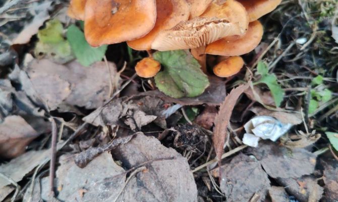 Зимние опята растут возле многоэтажки в Туле