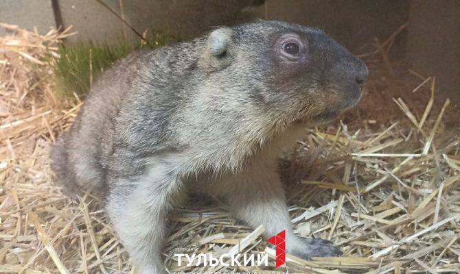 Сурки из Тульского экзотариума спрогнозировали приход весны