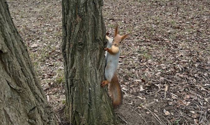 Как животные в Тульской области переживают аномальное тепло в конце января