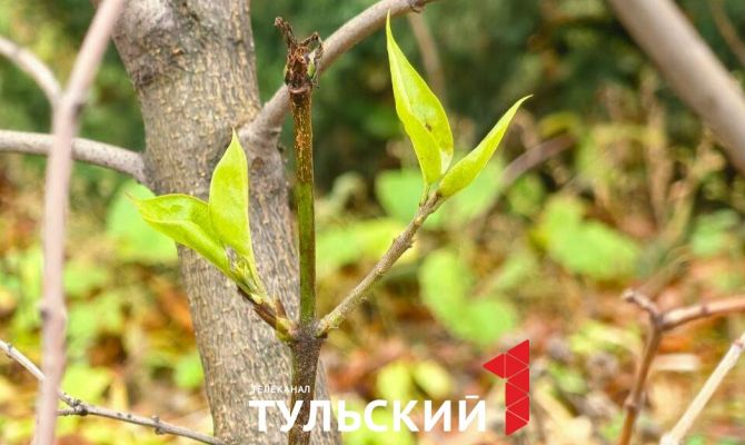 В Туле в конце ноября начала цвести сирень