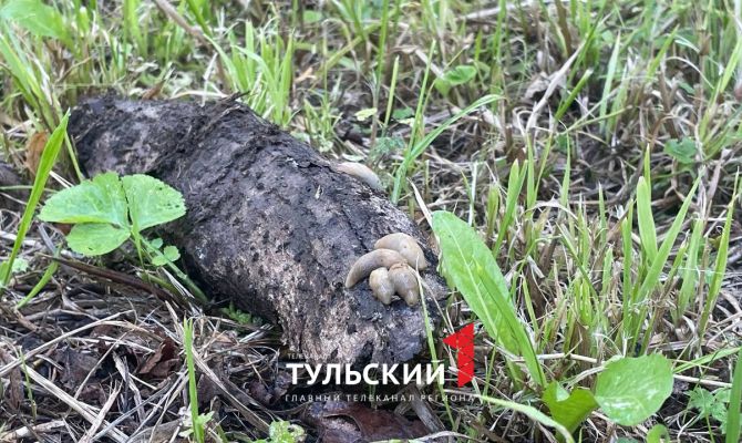 В Туле испанские слизни повалили дерево
