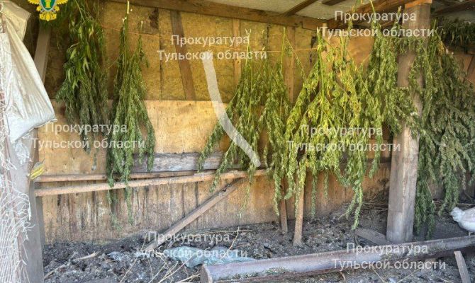 Под Богородицком мужчину будут судить за сорванную коноплю