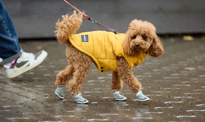 Выставка собак в костюмах и парад курьеров пройдут в Туле на новогодних каникулах