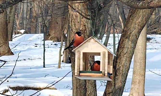 У Богородицкого дворца-музея поселились снегири