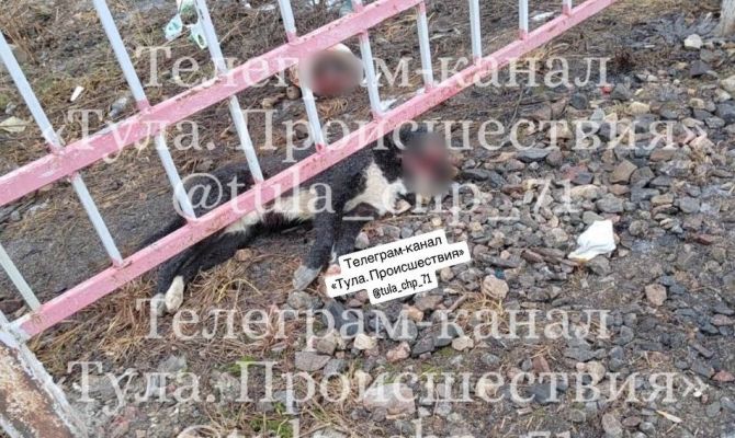 В Туле щенку отрезали голову: полиция начала проверку (18+)