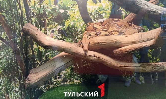 Как рептилий в тульском экзотариуме готовят к зимовке
