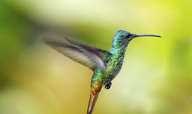 Туляков приглашают послушать "Пернатых исполнителей"