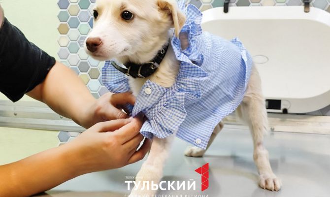 "Они были худые, словно тряпочки": два щенка в Туле ищут дом