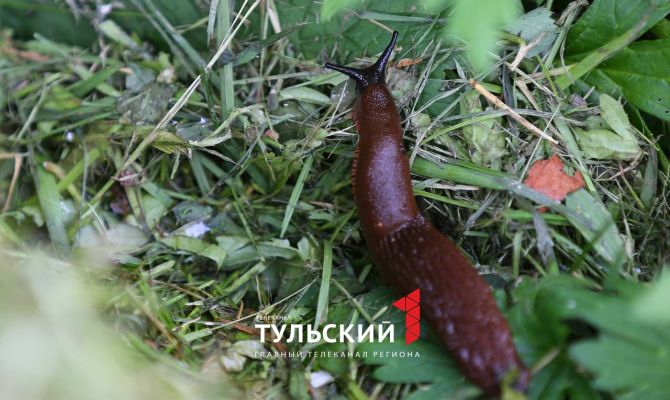 Тульских дачников атакуют гигантские слизни