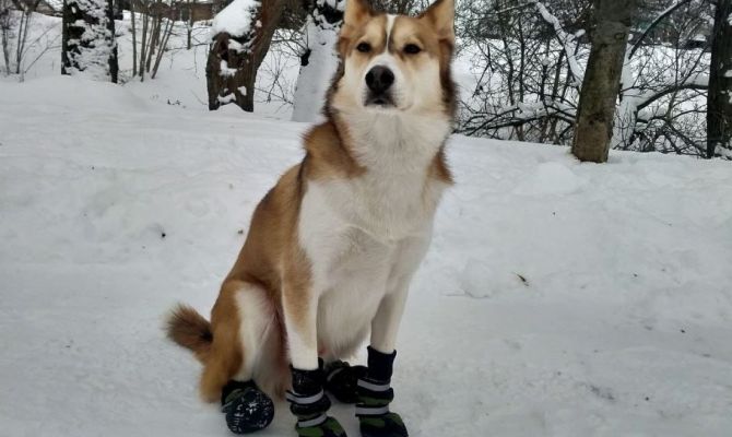 В Донском собака спасла пенсионерку от гибели