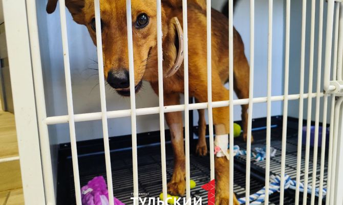 У сброшенного с 5-го этажа в Туле пса Пита оказался травмирован позвоночник