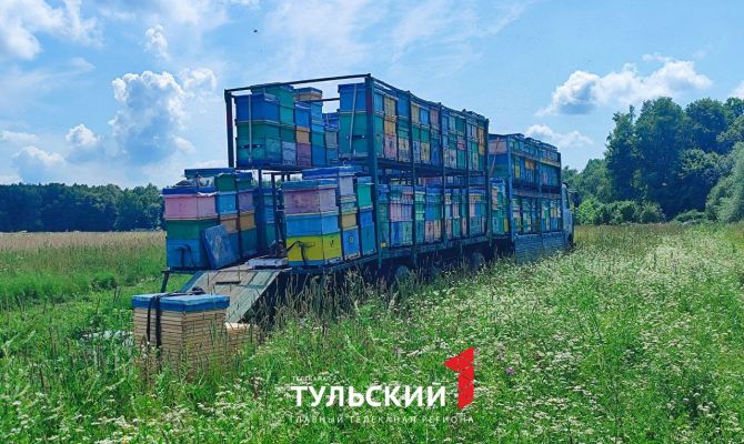 Тульских дачников атаковали пчелы из мобильных пасек